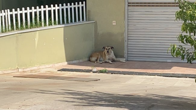 Sokak Köpeği 'Köpük' İçin Verilen Mücadele Amacına Ulaştı