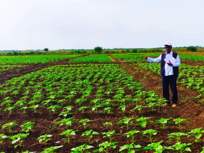 Sudan'da Türk Tohumu Üretilecek