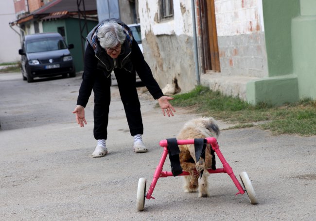 "Şans" Adını Verdikleri Engelli Köpeğe Çocukları Gibi Bakıyorlar