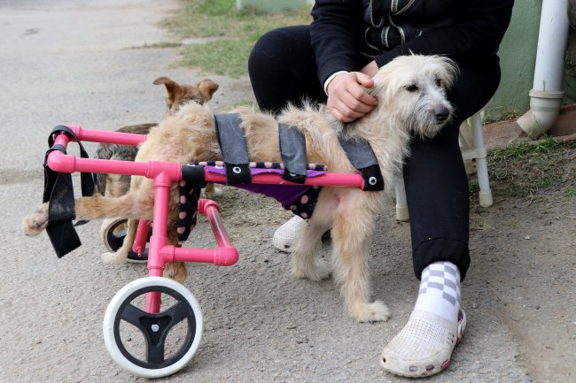 "Şans" Adını Verdikleri Engelli Köpeğe Çocukları Gibi Bakıyorlar