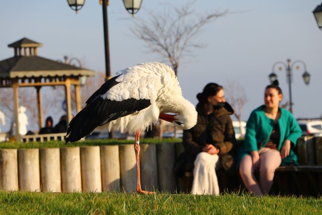 Göç Etmeyen Leylek Tekirdağ'ın Maskotu Oldu