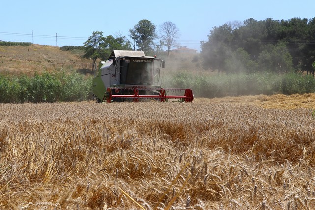 Tekirdağ'da 1 Milyon 900 Bin Dekar Alana Buğday Ekildi