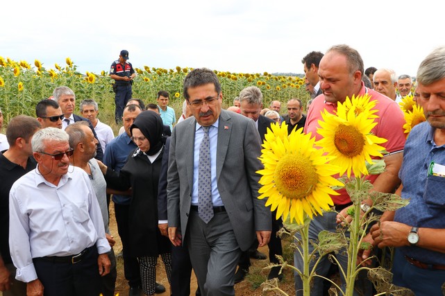 Tekirdağ'da Ayçiçek Tarlarlarını İnceleyen Bakan Yardımcısı Pakdil, "Öyle Çok Ürkütücü Bir Tablo Yok"