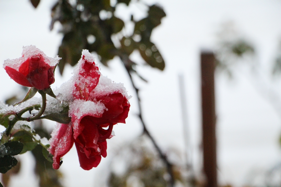 Silivri'de Kar Yağışı Başladı İSTANBUL Çorlu Haber