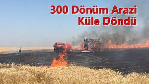 300 Dönüm Ekili Alan Küle Döndü