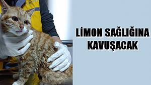 “Limon” Sağlığına Kavuşacak