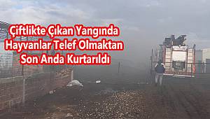 Yüzlerce Hayvanın Bulunduğu Çiftlikte Yangın