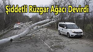 Şiddetli Rüzgar Ağacı Devirdi