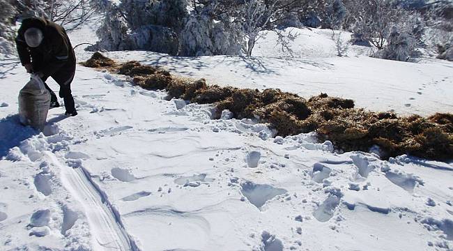 Tekirdağ'da Yaban Hayvanları İçin Doğaya Yem Bırakıldı