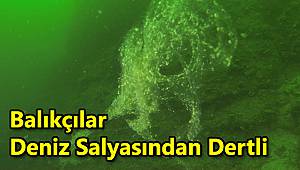 Balıkçılar Deniz Salyasından Dertli