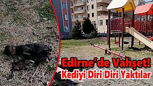 Edirne'de Vahşet! Kediyi Diri Diri Yaktılar