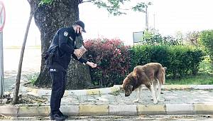 Sokağa Çıkma Yasağında Sokak Hayvanlarını Polisler Besledi