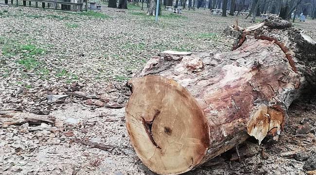 Can ve Mal Güvenliği Riski Oluşturan Ağaçlar Kontrollü Kesiliyor