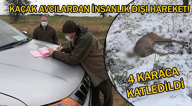 Kaçak Avcılardan İnsanlık Dışı Hareket! 4 Karaca Katledildi