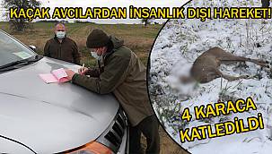 Kaçak Avcılardan İnsanlık Dışı Hareket! 4 Karaca Katledildi