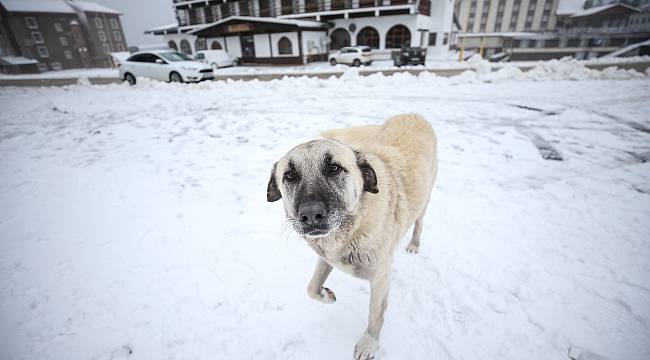 Uludağ Kar Yağışıyla Beyaza Büründü