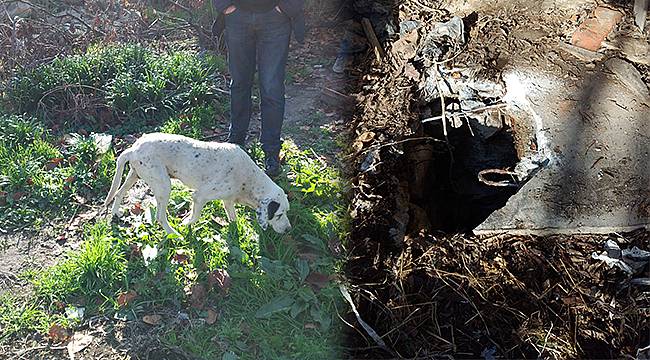 Foseptik Çukuruna Düşen Köpek Kurtarıldı