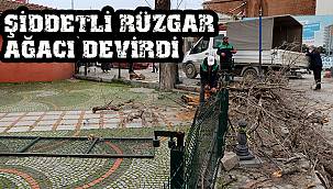 Şiddetli Rüzgar Ağacı Devirdi