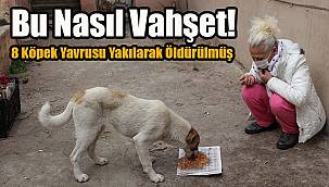 Bu Nasıl Vahşet! 8 Köpek Yavrusu Yakılarak Öldürülmüş