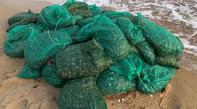 Kaçak Toplanan 1 Ton Kum Midyesi Ele Geçirildi