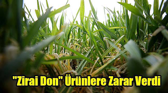 "Zirai Don" Ürünlere Zarar Verdi