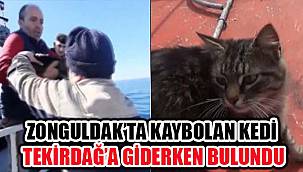 Zonguldak'ta Kaybolan Kedi Tekirdağ'a Giderken Bulundu