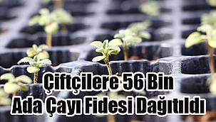 Çiftçilere 56 Bin Ada Çayı Fidesi Dağıtıldı