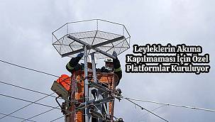 Leyleklerin Akıma Kapılmaması İçin Özel Platformlar Kuruluyor