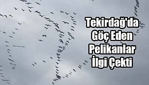 Tekirdağ'da Göç Eden Pelikanlar İlgi Çekti