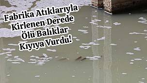 Fabrika Atıklarıyla Kirlenen Derede Ölü Balıklar Kıyıya Vurdu!