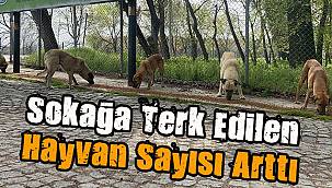 Salgın Sürecinde Sokağa Terk Edilen Hayvan Sayısı Arttı