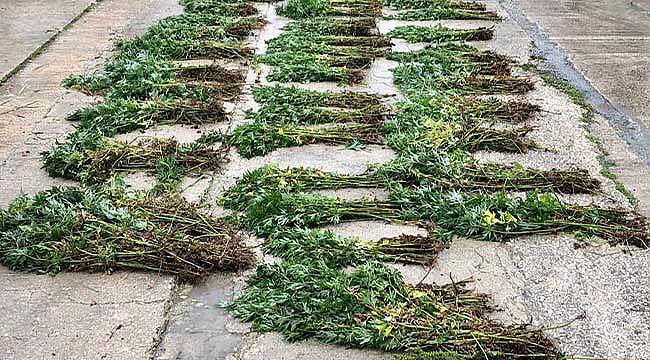 Tekirdağ'da Boş Arazide Binlerce Kök Hint Keneviri Ele Geçirildi