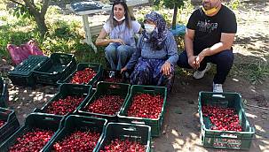 "Çeribaşı" Kirazında Hasat Başladı