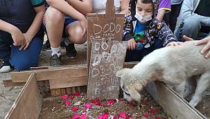 Yavru Köpeği Ezerek Öldüren Sürücüye Para Cezası Verildi