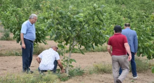 1200 Rakımlı Yaylada Kurulan Ceviz Bahçesi Ekonomisine Katkı Sağlıyor