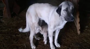 Kangal Köpeğinin Kuzulara Şefkati