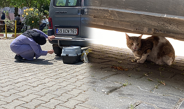 Tekirdağ'da Yurt Bahçesinde Kediyi Yakalama Mücadelesi