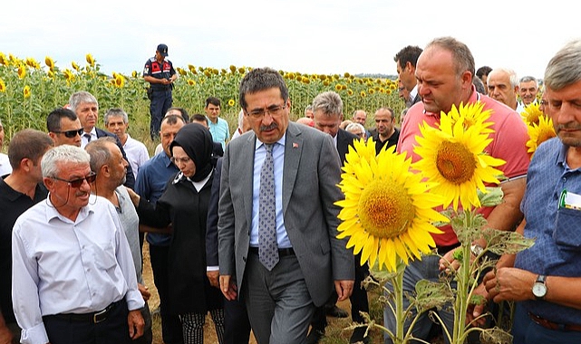 Tekirdağ'da Ayçiçek Tarlarlarını İnceleyen Bakan Yardımcısı Pakdil, "Öyle Çok Ürkütücü Bir Tablo Yok"