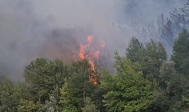 Tekirdağ'da Piknik Yaparken Ormanı Yakan 3 Kişi Tutuklandı