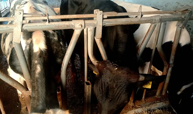 8 Büyükbaş Hayvanını Sattı, Parasını Alamadı