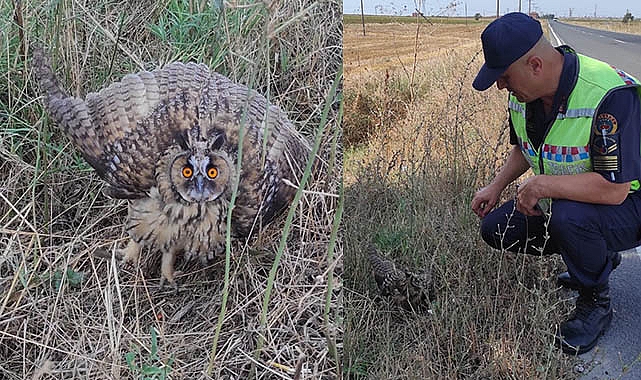 Ergene'de Yaralı Bulunan Baykuş Tedavi Altına Alındı