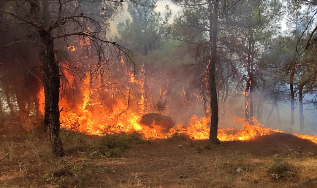 Çıkan Orman Yangınına Müdahale Ediliyor