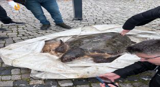 Çanakkale'de yolunu kaybeden caretta caretta gözetim altına alındı