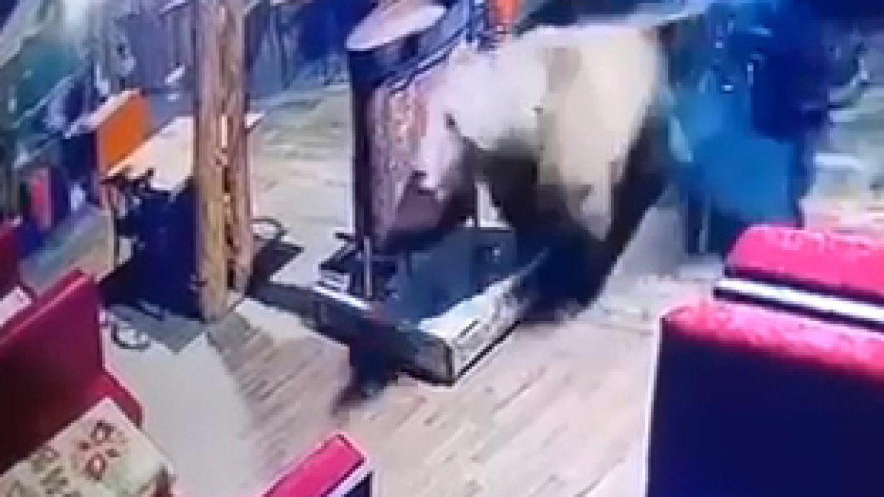 Camları kırıp restorana giren ayı, masaları devirip kaçtı; o anlar kamerada