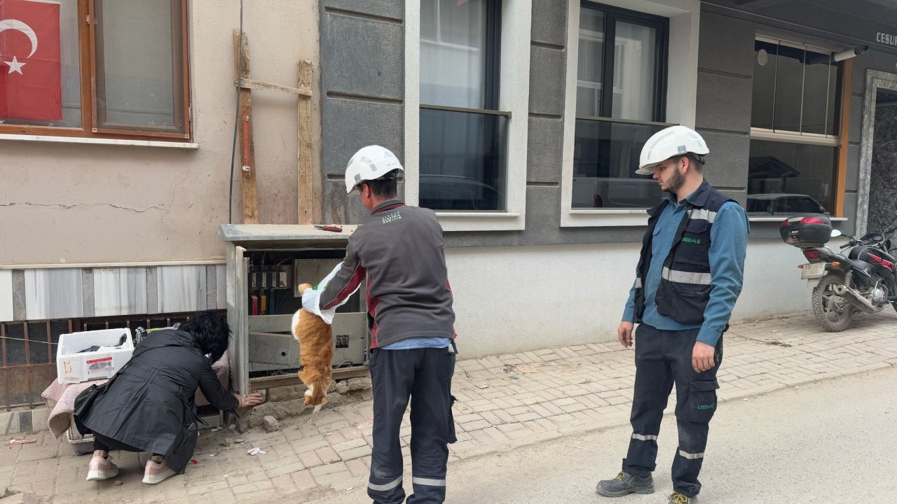 Erdek'te trafoya giren kedi öldü; bölgede kısa süreli elektrik kesintisi yaşandı