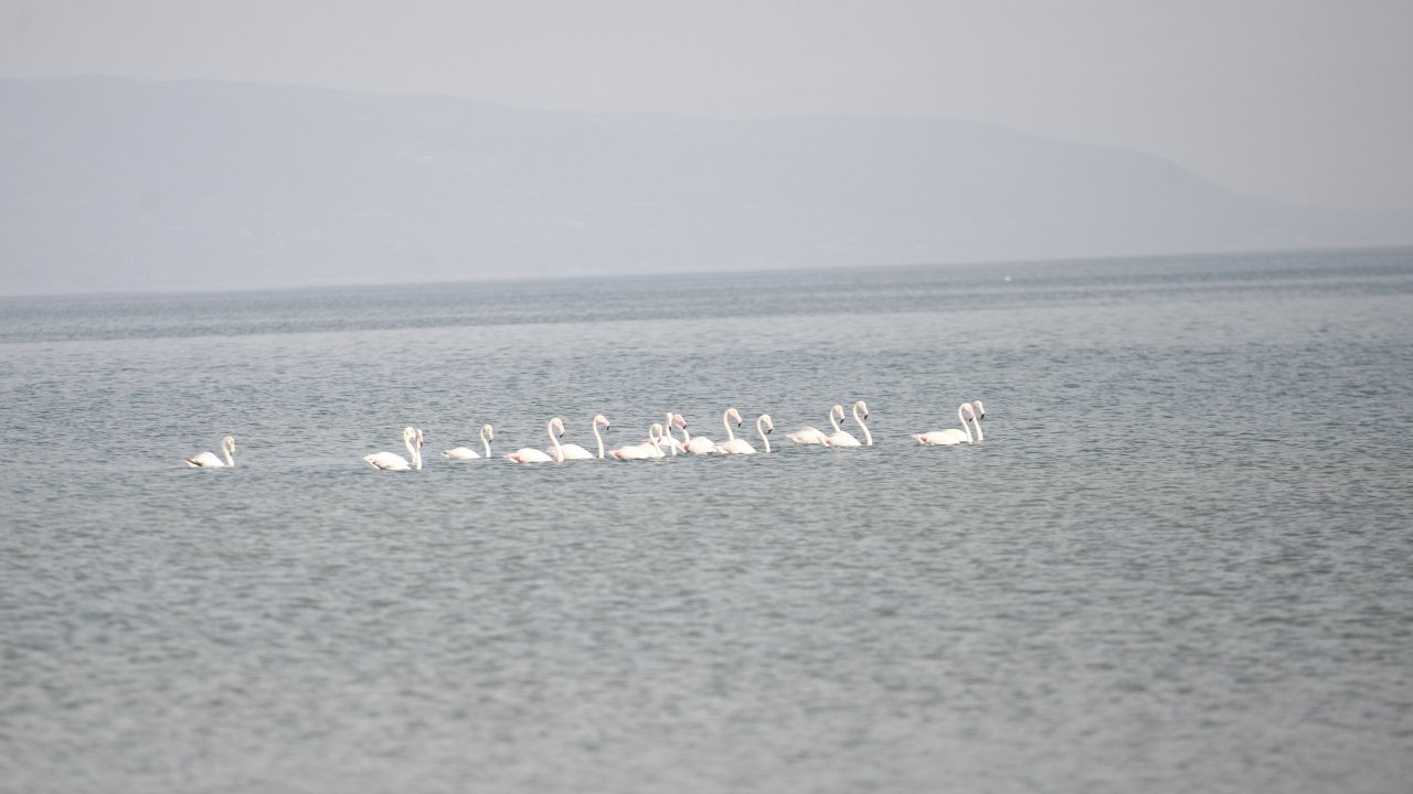 Göç yolundaki flamingolar, İznik Gölü'nde konakladı