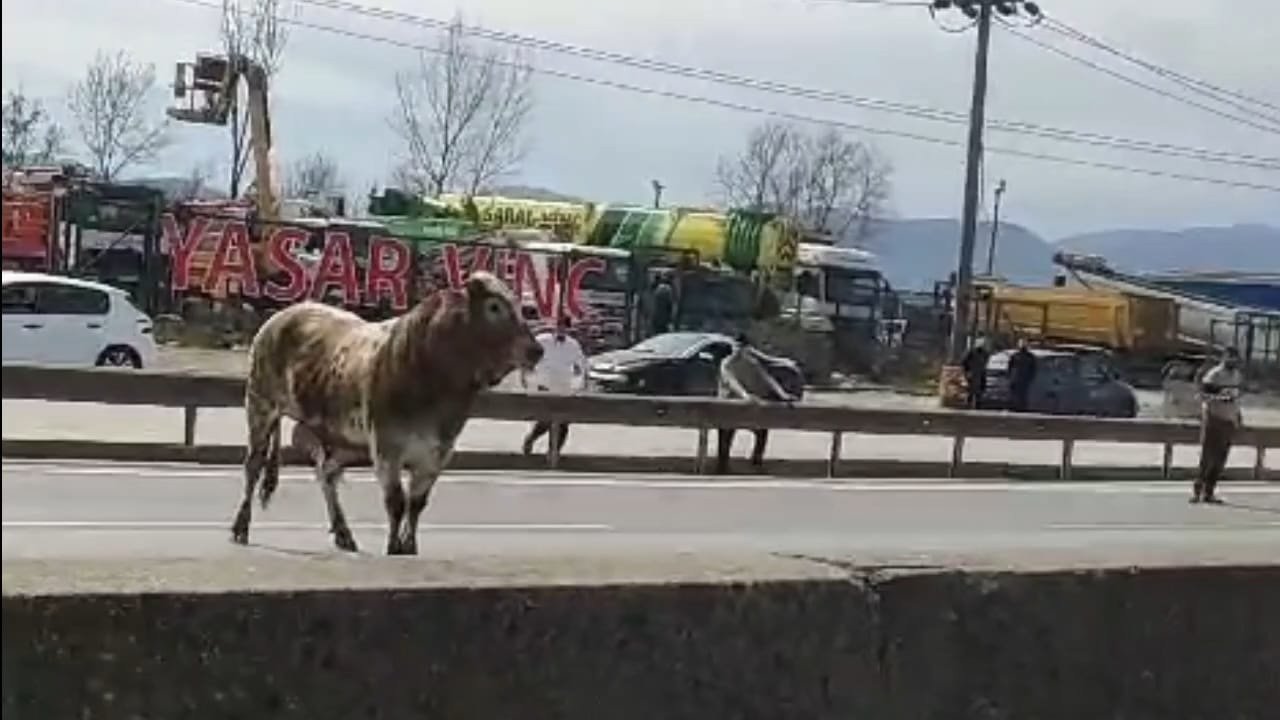 Sahibinin elinden kaçan boğa, trafiği birbirine kattı