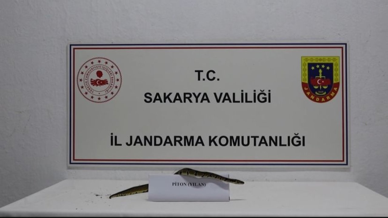 İş yerinde kraliyet pitonu ele geçirildi