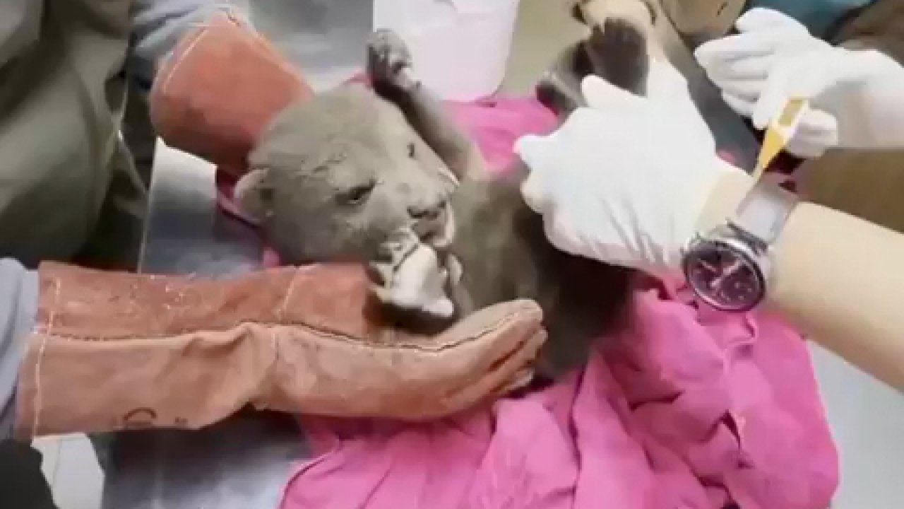 Ormanda yorgun halde bulunan yavru boz ayı tedaviye alındı; 'Bulut' ismi verildi
