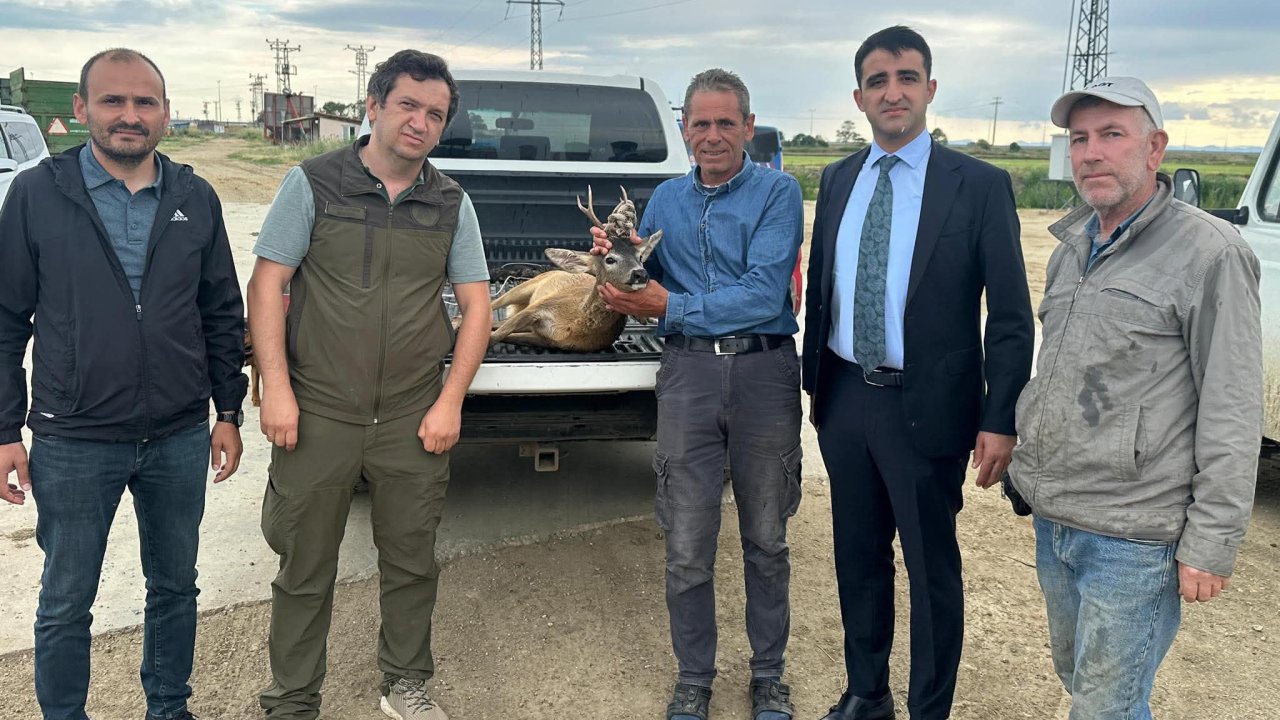 Sulama kanalına düşen karacayı çiftçiler kurtardı